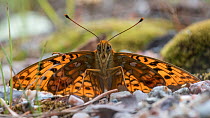 High brown fritillary butterfly (Argynnis adippe), male on ground, Finland, July.