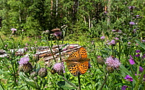High brown fritillary butterfly (Argynnis adippe), pair mating, Finland, August.