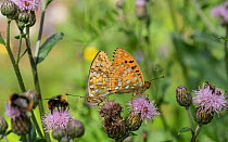 High brown fritillary (Argynnis adippe), male and female mating,  Finland, August.