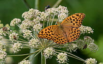 Silver-washed fritillary butterfly (Argynnis paphia), female feeding from flower, Finland, August.