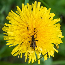 Longicorn beetle (Brachyta interrogationis) on dandelion, Finland, June.