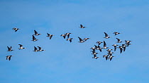 Barnacle goose (Branta leucopsis) flock on way to Siberia, Finland, May.