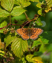 Lesser marbled fritillary butterfly (Brenthis ino), female,  Finland, August.