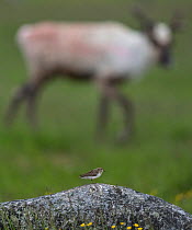 Temminck's stint (Calidris temminckii) on rock with reindeer (Rangifer tarandus) in background, Finland, July.
