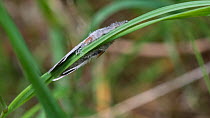 Pale tussock moth (Calliteara pudibunda), male resting on grass, Finland, June.
