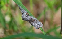 Pale tussock  moth (Calliteara pudibunda), male resting on grass, Finland, June.