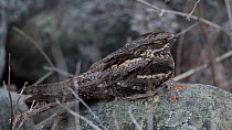 Nightjar (Caprimulgus europaeus) resting, Finland, May.