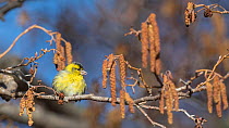 Eurasian siskin (Carduelis spinus), male on branch with catkins, Finland, April.