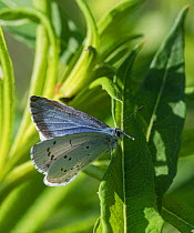 Holly blue butterfly (Celastrina argiolus), female, Finland, June.
