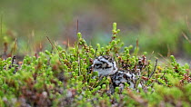 Eurasian dotterel (Charadrius morinellus), juvenile in nesting habitat, Finland, July.