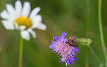 Moth (Chersotis cuprea) on Field scabious flower, with Ox-eye daisy in the background, Finland