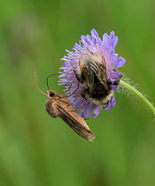 Moth (Chersotis cuprea) on field scabious with bumblebee, Finland