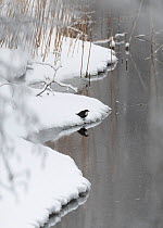White-throated dipper (Cinclus cinclus), at waters edge in winter, Finland