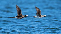 Long-tailed duck (Clangula hyemalis), male and female in flight, Finland, April.