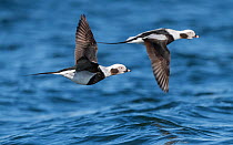 Long-tailed duck (Clangula hyemalis), males in flight, Finland, April.