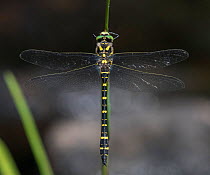 Golden-ringed dragonfly (Cordulegaster boltonii), male, Finland, August.
