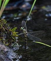 Golden-ringed dragonfly (Cordulegaster boltonii), female laying eggs, Finland, August.