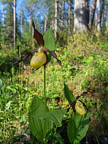 Lady's slipper orchid (Cypripedium calceolus), in woodland habitat, Finland, July.