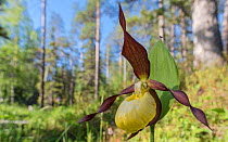 Lady's slipper orchid (Cypripedium calceolus), in woodland habitat, Finland, July.