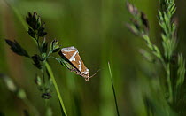 Silver barred moth (Deltote bankiana), Finland, June.