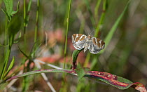 Silver barred moth (Deltote bankiana), Finland, June.