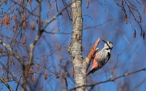 White-backed woodpecker (Dendrocopos leucotos), female, Finland, April.