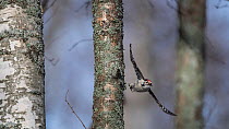 Lesser spotted woodpecker (Dendrocopos minor), male in flight, Finland, March.
