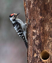 Lesser spotted woodpecker (Dendrocopos minor), male at nest hole, Finland, June.