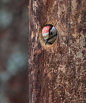 Lesser spotted woodpecker (Dendrocopos minor), male in nest, Finland, June.