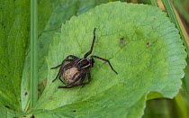 Raft spider (Dolomedes fimbriatus), female with egg sac, Finland, August.
