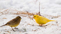Yellowhammer (Emberiza citrinella), leucistic and normal form in snow, Finland, February.