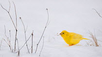 Yellowhammer (Emberiza citrinella), leucistic form in snow, Finland, February.