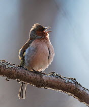 Common chaffinch (Fringilla coelebs) male singing, Finland, April.