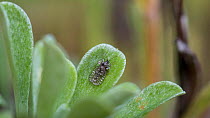 Lace Bug (Galeatus spinifrons) on plant leaf, Finland, July.