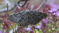 Scottish annulet moth (Gnophos obfuscata)  Finland, July.