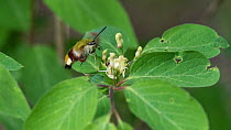 Broad-bordered Bee Hawk Moth (Hemaris fuciformis), feeding at Fly honeysuckle (Lonicera xylosteum), Finland, June.