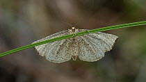 Moth (Hypoxystis pluviaria), female, Finland, June.