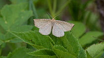 Moth (Hypoxystis pluviaria), female, Finland, June.