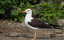Lesser black-backed gull (Larus fuscus), adult, Finland, August.
