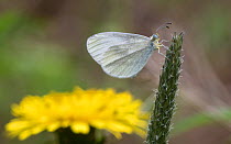 Wood White (Leptidea sinapis), male on plantain with dandelion in the background, Finland, June.