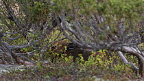 Mountain hare (Lepus timidus), hiding in bushes, Finland, July.