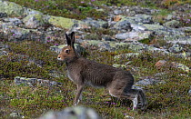 Mountain hare (Lepus timidus), adult in summer, Finland, July.