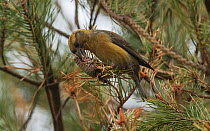 Parrot crossbill (Loxia pytyopsittacus), female with pine cone, Finland, May.