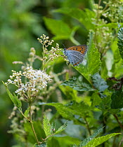 Large copper butterfly (Lycaena dispar), female,  Finland, July.