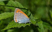 Large copper butterfly (Lycaena dispar), female showing under wing, Finland, July.