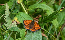 Large copper butterfly (Lycaena dispar), female, Finland, July.