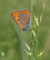 Purple-edged copper butterfly (Lycaena hippothoe) resting  on grass, Finland, July.
