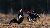 Black grouse (Lyrurus tetrix), males fighting at lek, Finland, April.