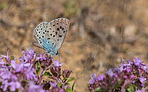 Large blue butterfly (Maculinea arion), feeding from Creeping Thyme (Thymus serpyllum), Finland, July.