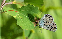 Large blue butterfly (Maculinea arion), female, Finland, July.